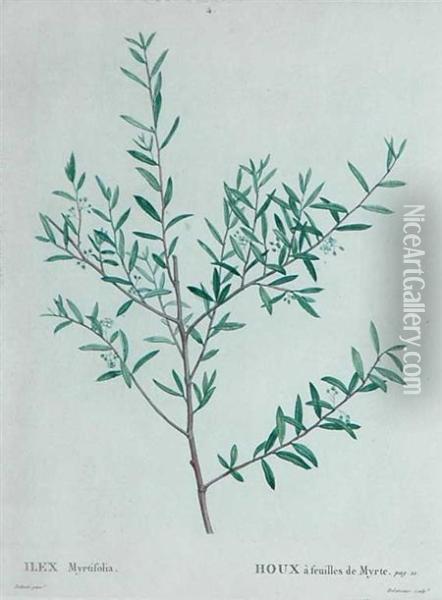 Ilex Myrtifolia Oil Painting - Pierre-Joseph Redoute