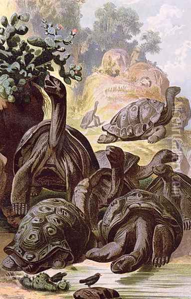 Giant Tortoises from the Galapagos Islands, from a natural history book, 1887 Oil Painting - Alfred Brehm