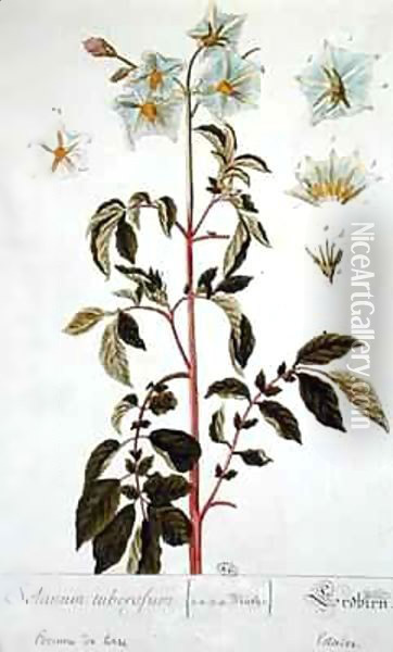 Potato Flowers, plate from 'Herbarium Blackwellianum' Oil Painting - Elizabeth Blackwell