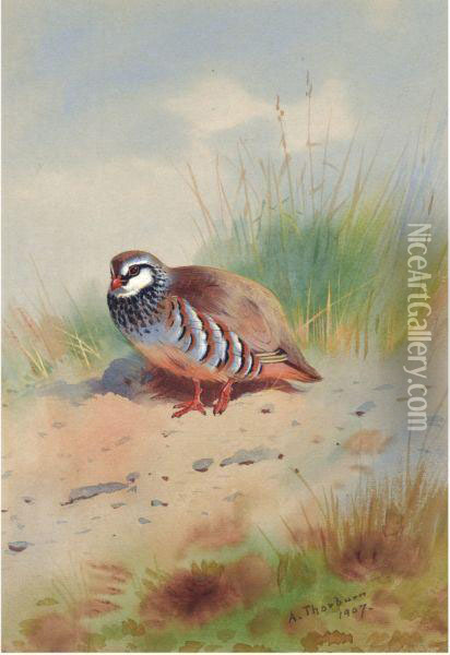 Red-legged Partridge Oil Painting - Archibald Thorburn