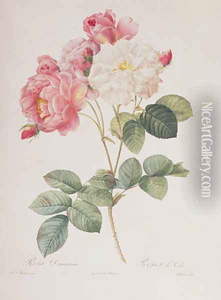 Rosa Damascena, from Les Roses, 1817 Oil Painting - Pierre-Joseph Redoute