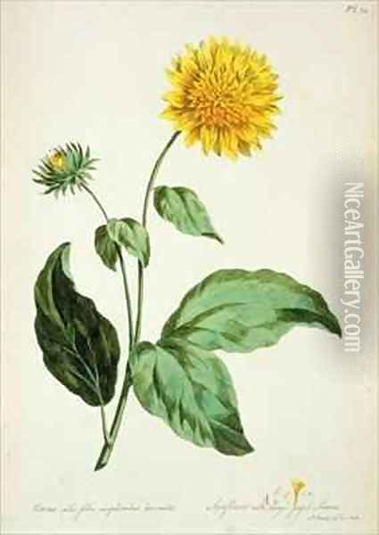 Sunflower with large jagged leaves Corona from The British Herbal Oil Painting - John Edwards