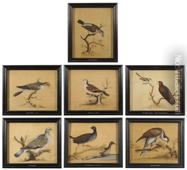 Hen Harrier; The Cuckoo Male; The Moorhen Male And Female; The Ring Dove; The Turtle Dove; The Young Cuckoo And White Water-wagtail; The Fieldfare (set Of 7) Oil Painting - William Hayes