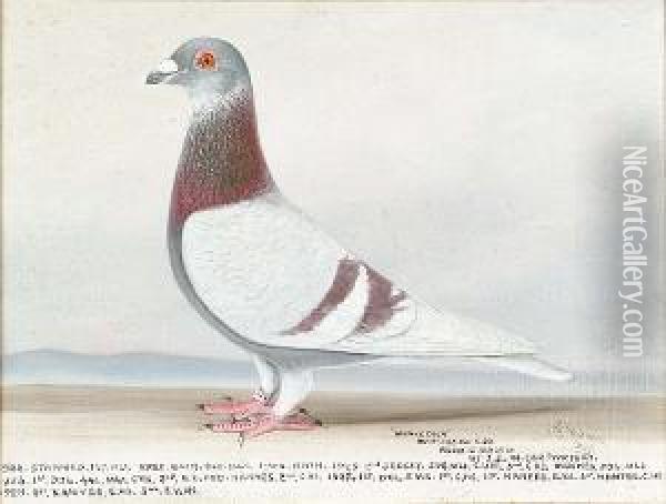 Mealy Cock, Study Of A Racing Pigeon; & A Companion, 'blue Hen' Oil Painting - Tom Browne
