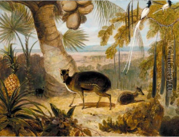 Musk Deer, And Birds Of Paradise Oil Painting - William Daniell RA
