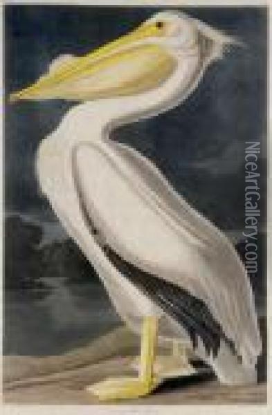 American White Pelican (plate Cccxi) Oil Painting - John James Audubon