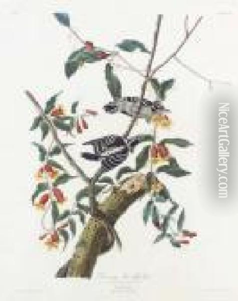 Downy Woodpecker (plate Cxii)
Picus Pubescens Oil Painting - John James Audubon