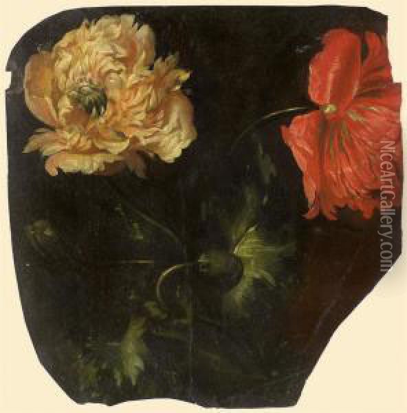 Deux Fleurs De Pavot, Une Rouge Et Une Blanche Oil Painting - Pancrace Bessa