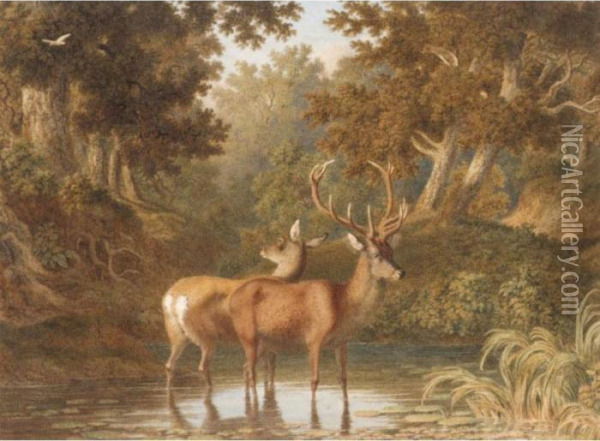 Deer In A Woodland Pool Oil Painting - Robert Hills