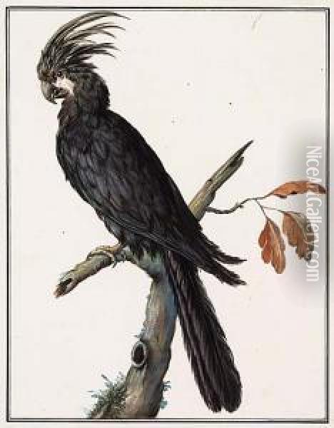 A Black Parrot Oil Painting - Jacques Barraband