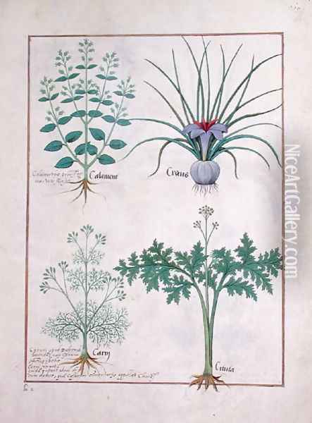 Calamint, Crocus, Carraway and Citusa, illustration from The Book of Simple Medicines by Mattheaus Platearius d.c.1161 c.1470 Oil Painting - Robinet Testard