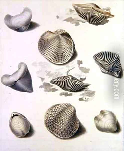 Shells and Marine Flora 3 Oil Painting - Sydenham Teast Edwards