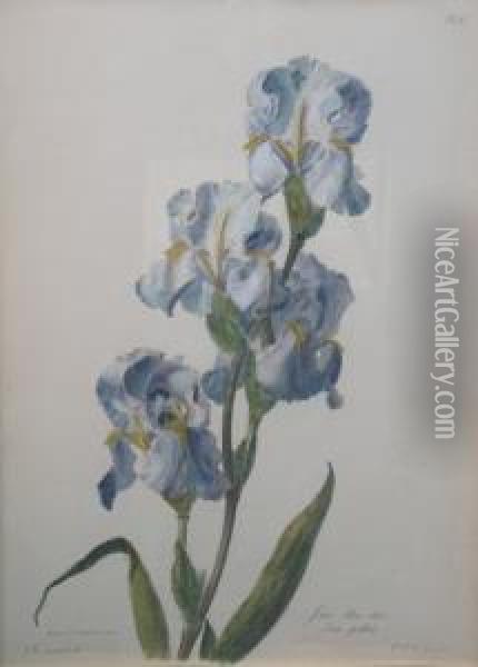 Verschiedene Blumen Oil Painting - Gerard Van Spaendonck