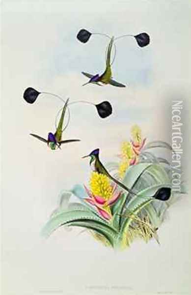 Hummingbird Oil Painting - Gould, John & Richter, H.C.