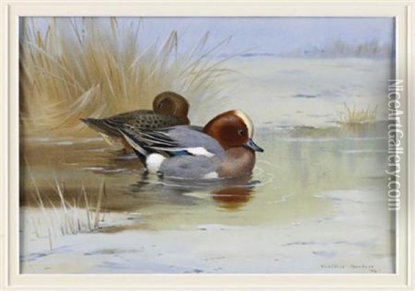 Widgeon On A Lake Oil Painting - Archibald Thorburn