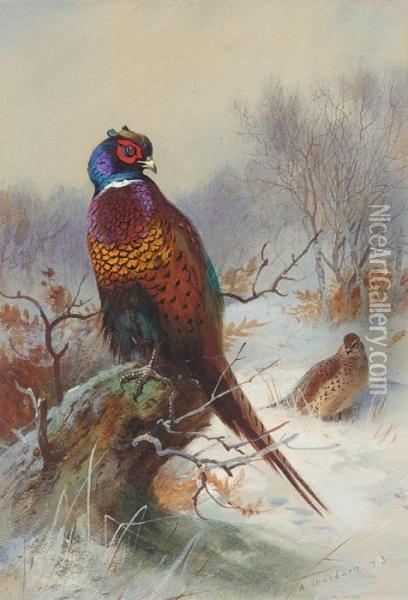 Pair Of Pheasants Oil Painting - Archibald Thorburn