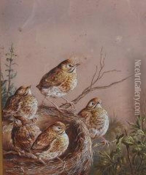 Fledgling Song Thrushes In Their Nest Oil Painting - Harry Bright