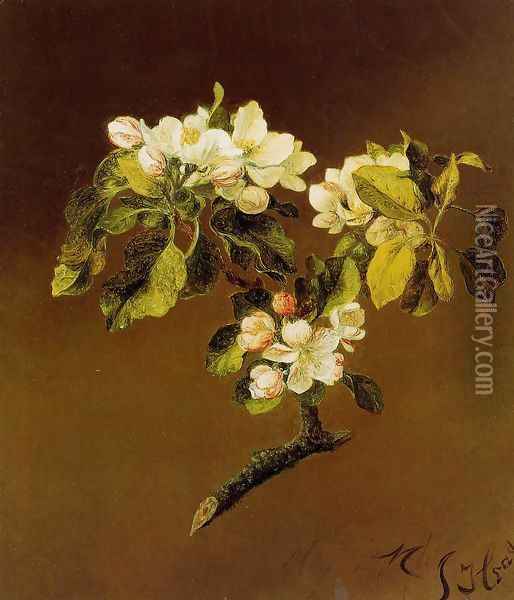 A Spray Of Apple Blossoms Oil Painting - Martin Johnson Heade