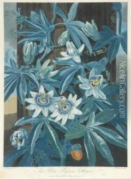 The Blue Passion Flower Oil Painting - Robert John, Dr. Thornton