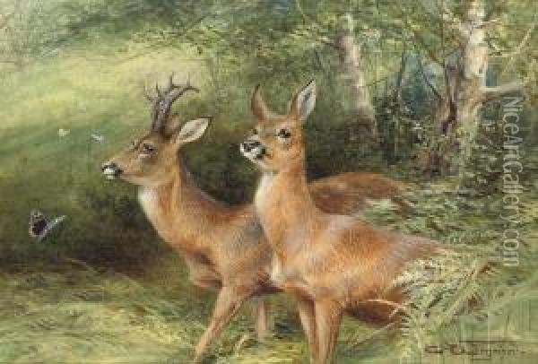 Roebuck Oil Painting - Charles Whymper
