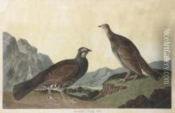 Long-tailed Or Dusky Grous (plate Ccclxl)
Tetrao Obscurus Oil Painting - Robert I Havell