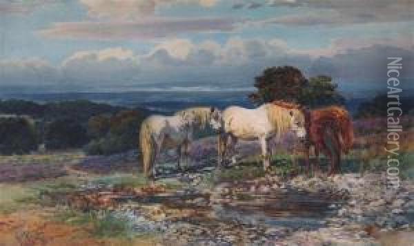 Ponies In The New Forest Oil Painting - Augustus Charles Wyatt