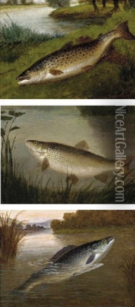 A Grayling From The Pied Bull Stream, St. Nugent, Hertfordshire Oil Painting - A. Roland Knight