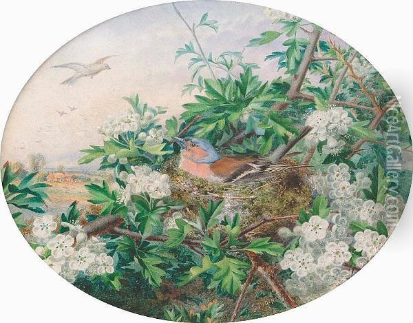 A Chaffinch Nesting In Apple Blossom Oil Painting - W.J. Bowden
