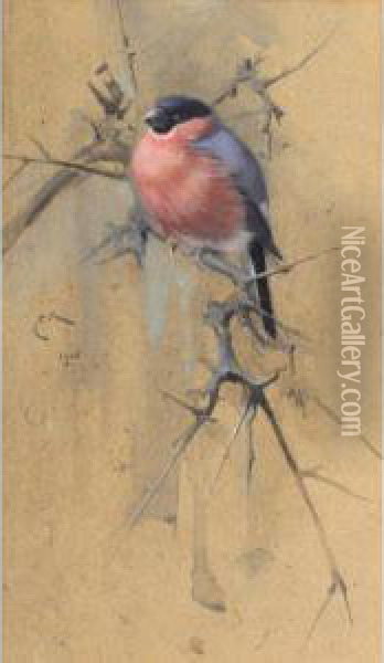 Bullfinch On Twigs Oil Painting - Edwin John Alexander