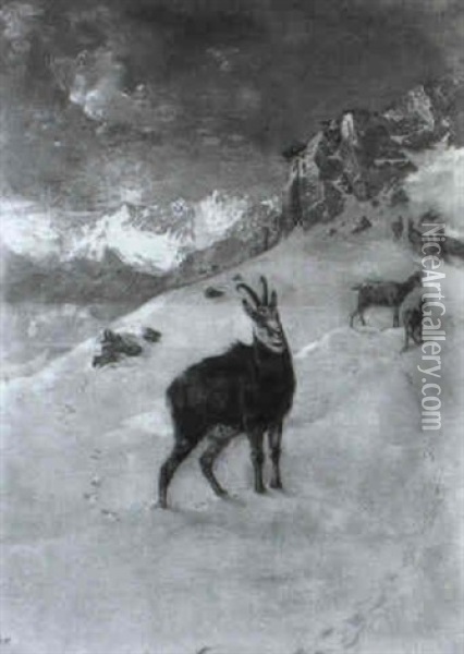 Gamsrudel Im Verschneiten Hochgebirge Oil Painting - Albert Singer
