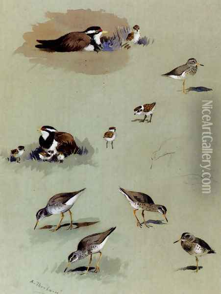 Study of sandpipers, cream-coloured coursers and other birds Oil Painting - Archibald Thorburn