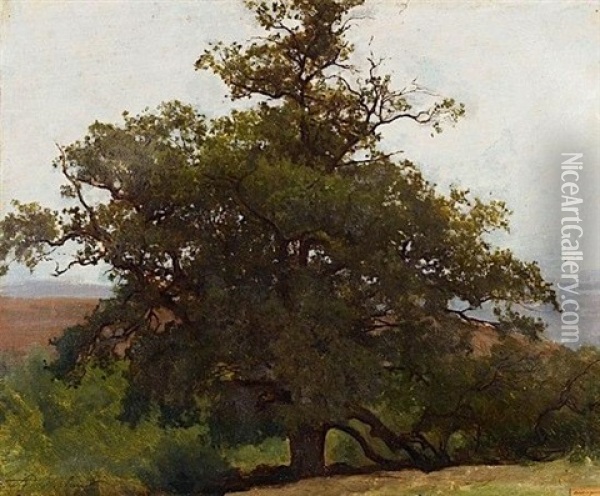 Chene En Auvergne (study) Oil Painting - Auguste (Francois Auguste) Bonheur