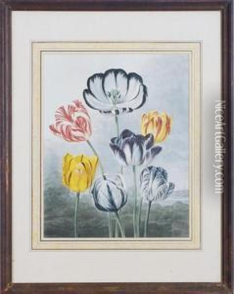 Tulips, From Temple Of Flora Oil Painting - Robert John, Dr. Thornton