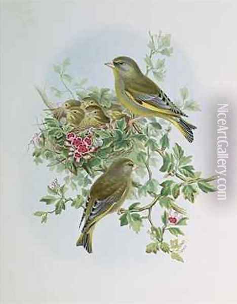 Greenfinch Oil Painting - John Gould