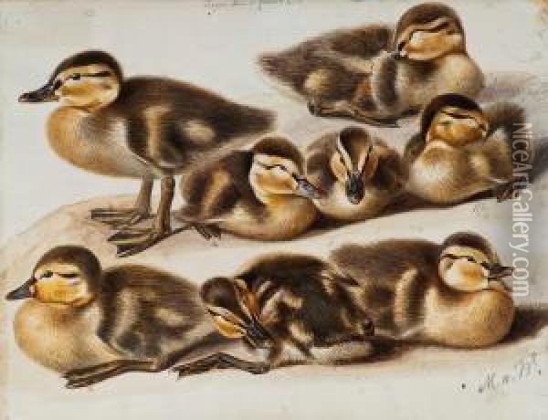 Ducklings. Oil Painting - Magnus Von Wright