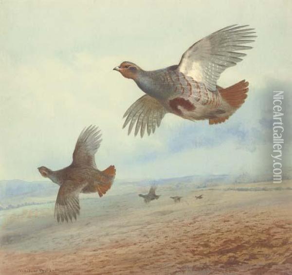 Down Wind; Partridge In Flight Oil Painting - Archibald Thorburn
