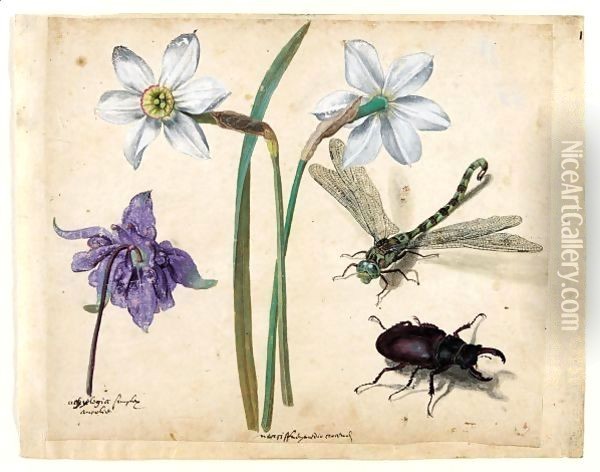 A Sheet Of Studies Of Flowers And Insects Two Narcissi And A Columbine, With A Dragonfly And A Stag Beetle Oil Painting - Jacques (de Morgues) Le Moyne
