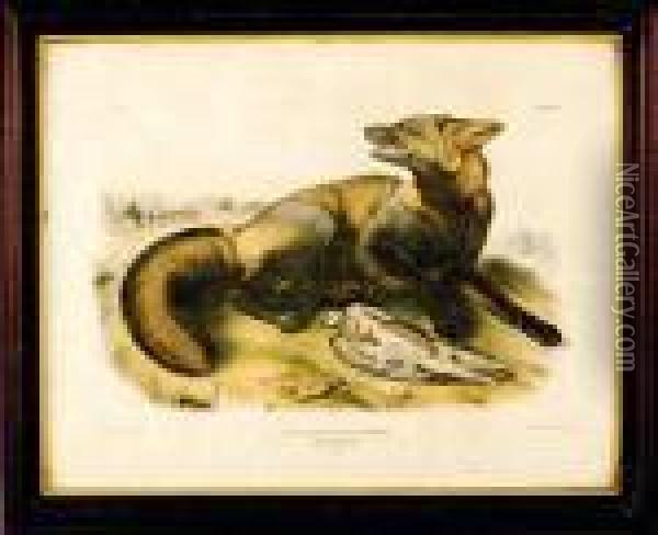 American Cross Fox Oil Painting - John James Audubon
