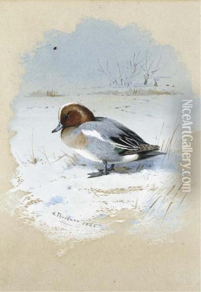 Wigeon Oil Painting - Archibald Thorburn