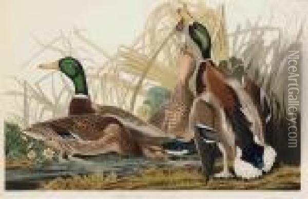Mallard Duck Oil Painting - John James Audubon