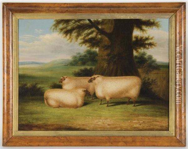 Three Sheep Under A Tree Oil Painting - William Henry Davis