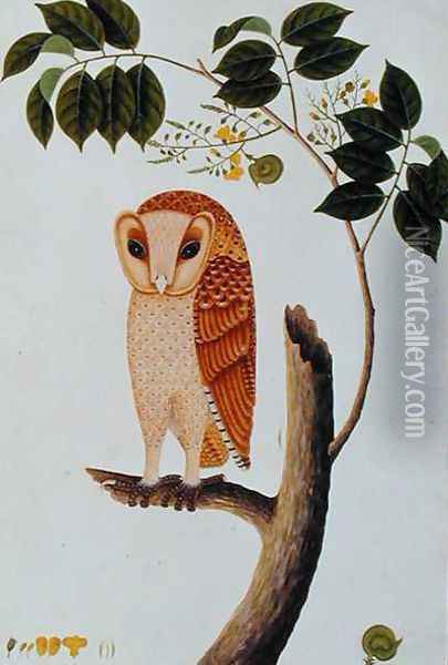 Owl, Boorong antoo, from 'Drawings of Birds from Malacca', c.1805-18 Oil Painting - Anonymous Artist