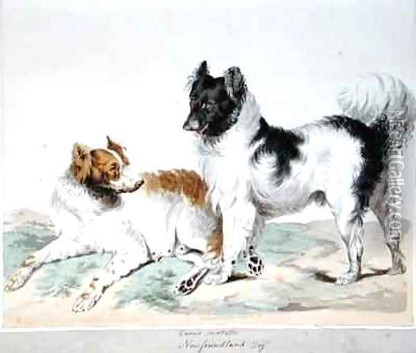 Newfoundland Dog Oil Painting - Sydenham Teast Edwards