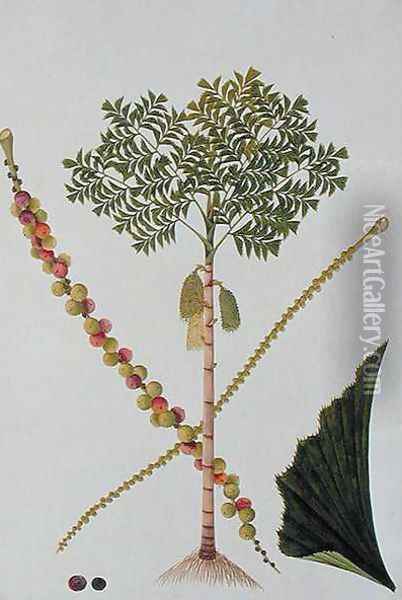 Tookas, Caryota wiens, from 'Drawings of Plants from Malacca', c.1805-18 Oil Painting - Anonymous Artist