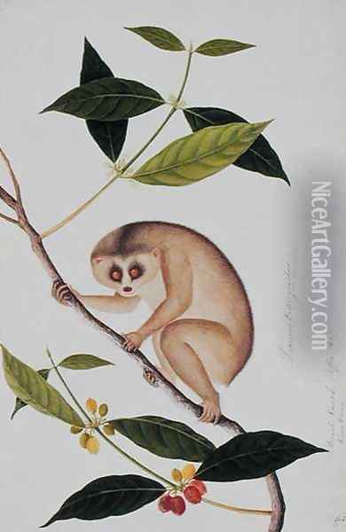 Lemur tardigradus, Booah Kawah (coffee tree) Kong Kang, from 'Drawings of Animals, Insects and Reptiles from Malacca', c.1805-18 Oil Painting - Anonymous Artist