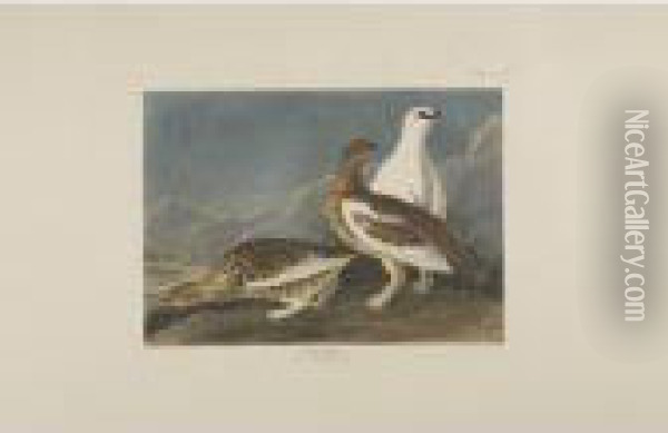 Long-tailed Or Dusky Grous; Rock
 Grous; And Sharp-tailed Grous (plates Ccclxi, Ccclxii, And Ccclxviii) Oil Painting - John James Audubon