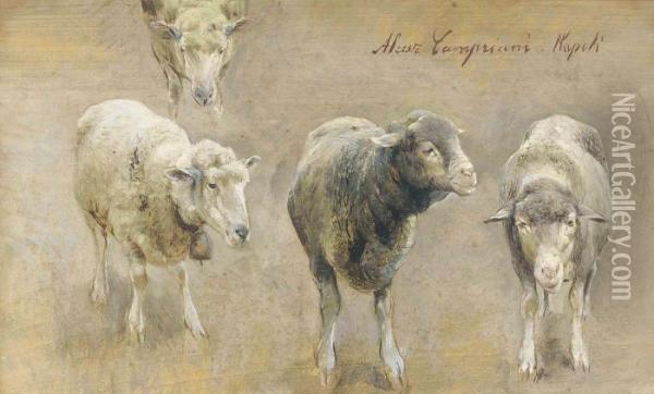 Sheep Studies Oil Painting - Alceste Campriani