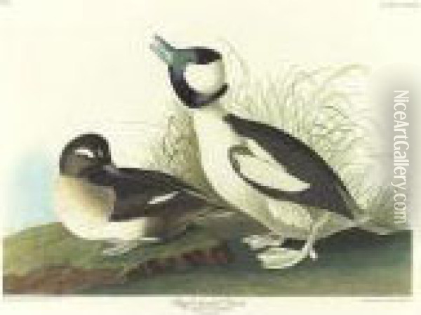Manks Shearwater; And Buffel-headed Duck (plate Ccxcv; And Cccxxv) Oil Painting - John James Audubon