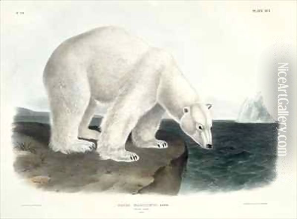 Ursus Maritimus (Polar Bear) Oil Painting - John James Audubon