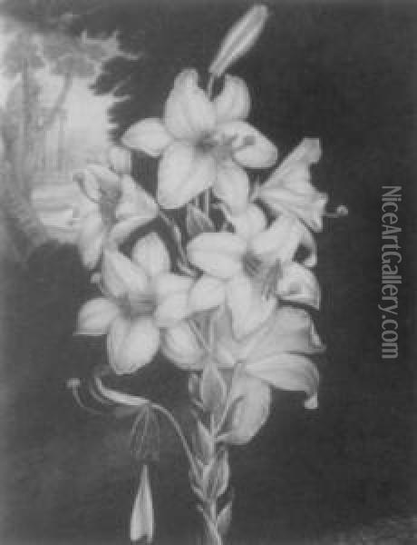 The White Lily Oil Painting - Robert John, Dr. Thornton